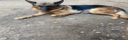 Pastore Tedesco cani in regalo: Portate a casa Kikka ♥️  - Annuncio 3
