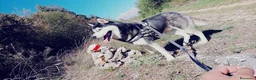 Husky cani in vendita: Siberian Husky  - Annuncio 16