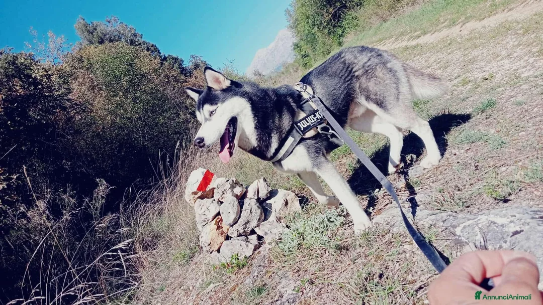 Husky cani in vendita: Siberian Husky  - Annuncio 16
