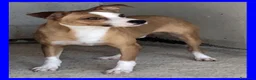 Meticcio cani in regalo: ALFONSO simpatico musetto! - Annuncio 4