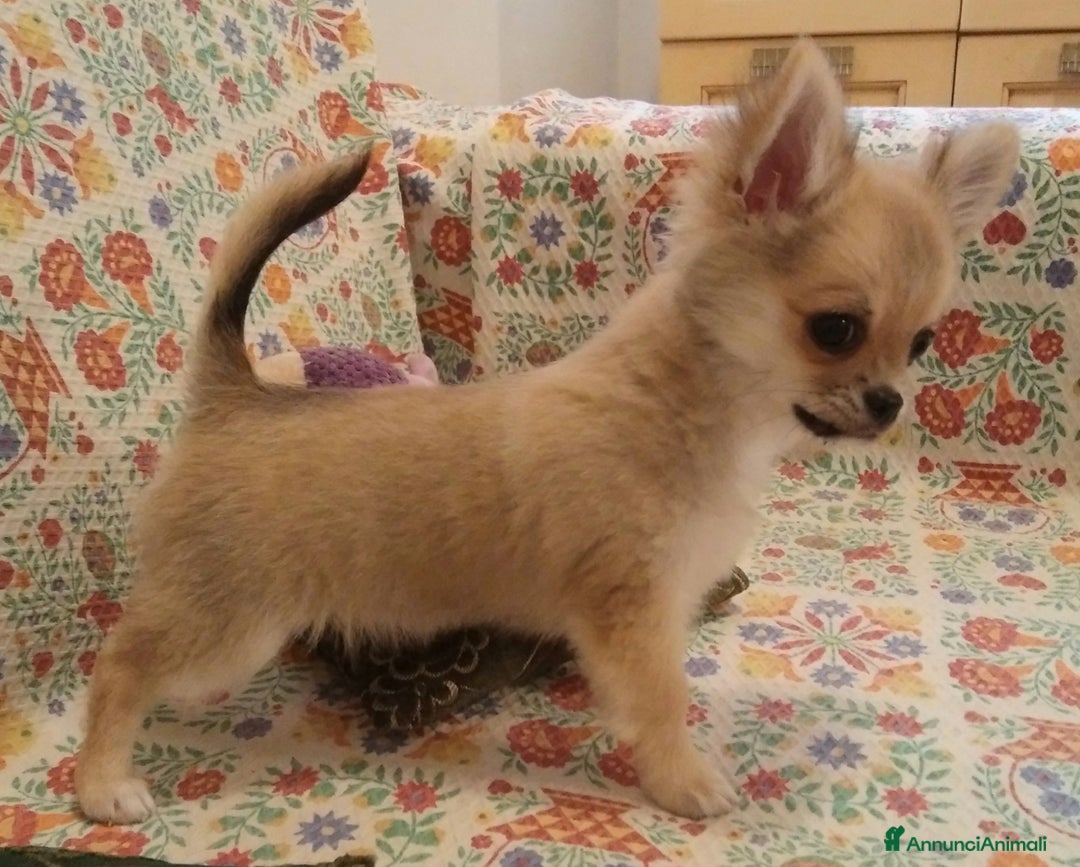 Chihuahua cani in vendita: Maschio e femmina chihuahua con Pedegree Enci  - Annuncio 13