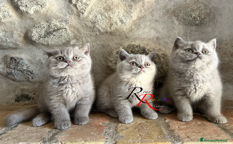 British gatti a Provincia di Verona - Annuncio 7