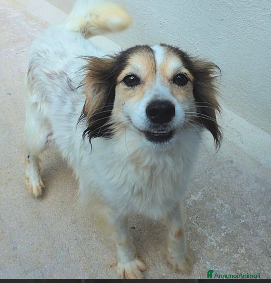 Altre razze cani in regalo: OTTO, un vero amore, taglia piccola  -12 kg  - Annuncio 2