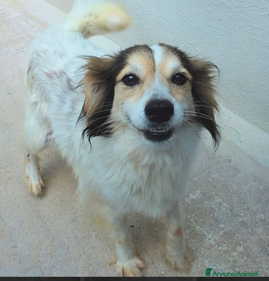 Altre razze cani in regalo: OTTO, un vero amore, taglia piccola  -12 kg  - Annuncio 2