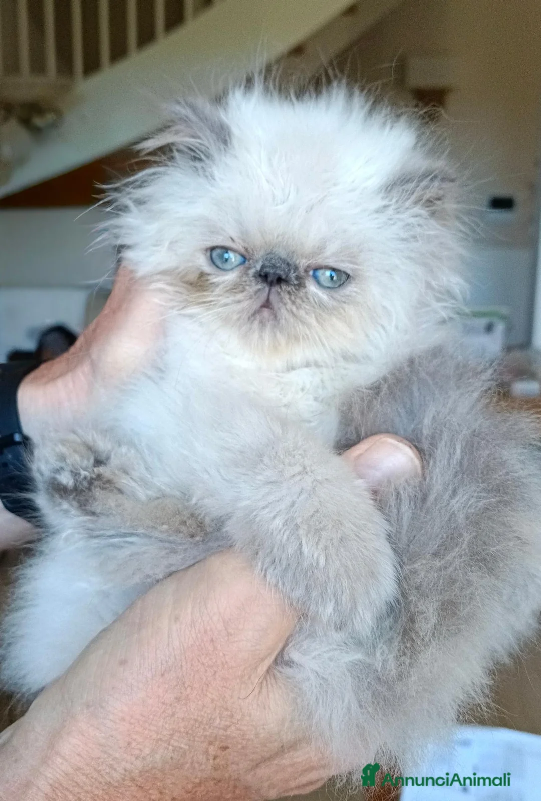 Persiano gatti in vendita: Gattini Persiani BLUE POINT  - Annuncio 2