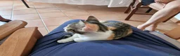 Europeo gatti in regalo: regalo gattina a Città Metropolitana di Firenze - Annuncio 3