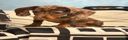 Bassotto Nano cani in vendita: Cucciola di Bassotto Arlecchino Cioccolato fem. - Annuncio 5