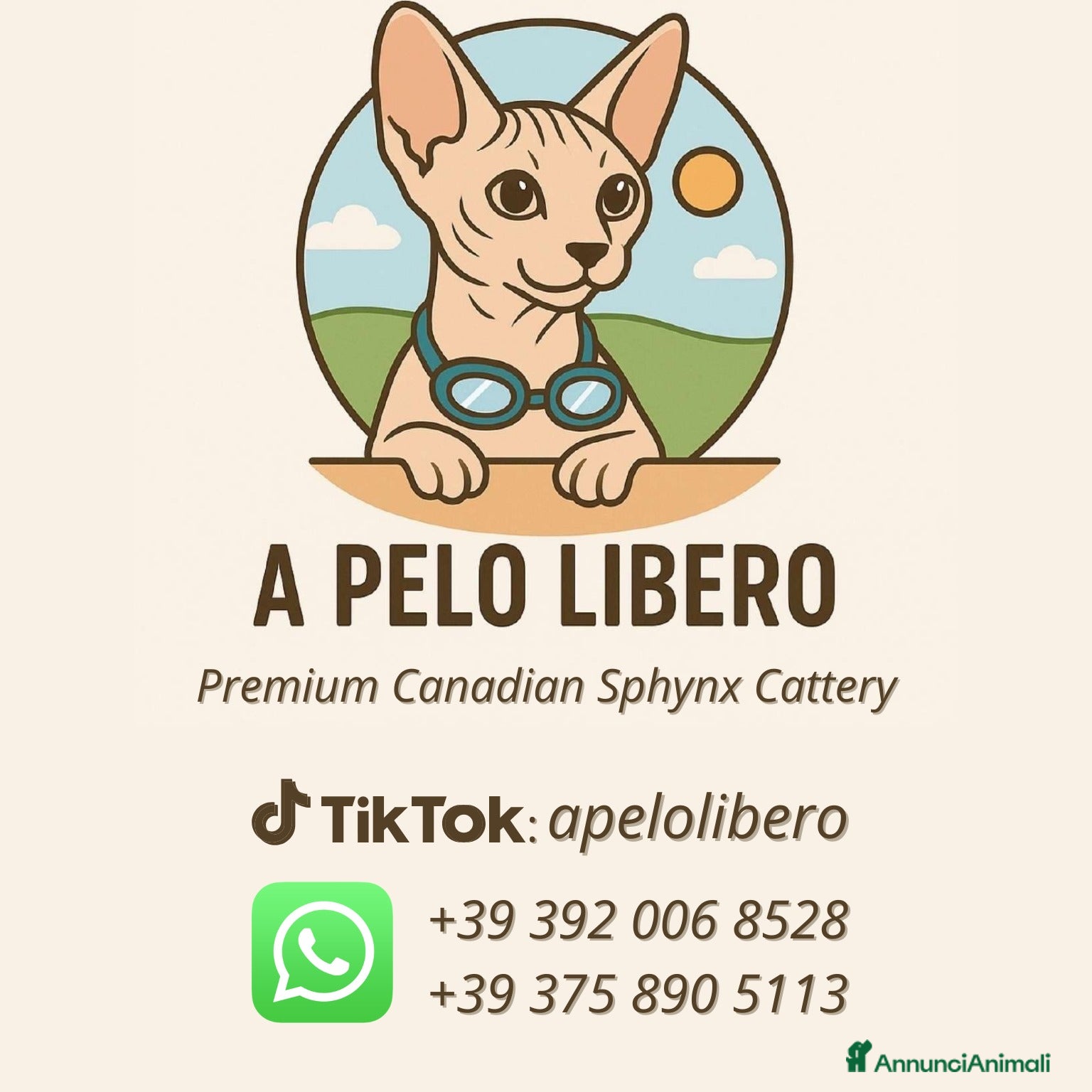 Sphynx gatti Canadian Sphynx Cuccioli Pedigree - Prenotazioni - Annuncio 2