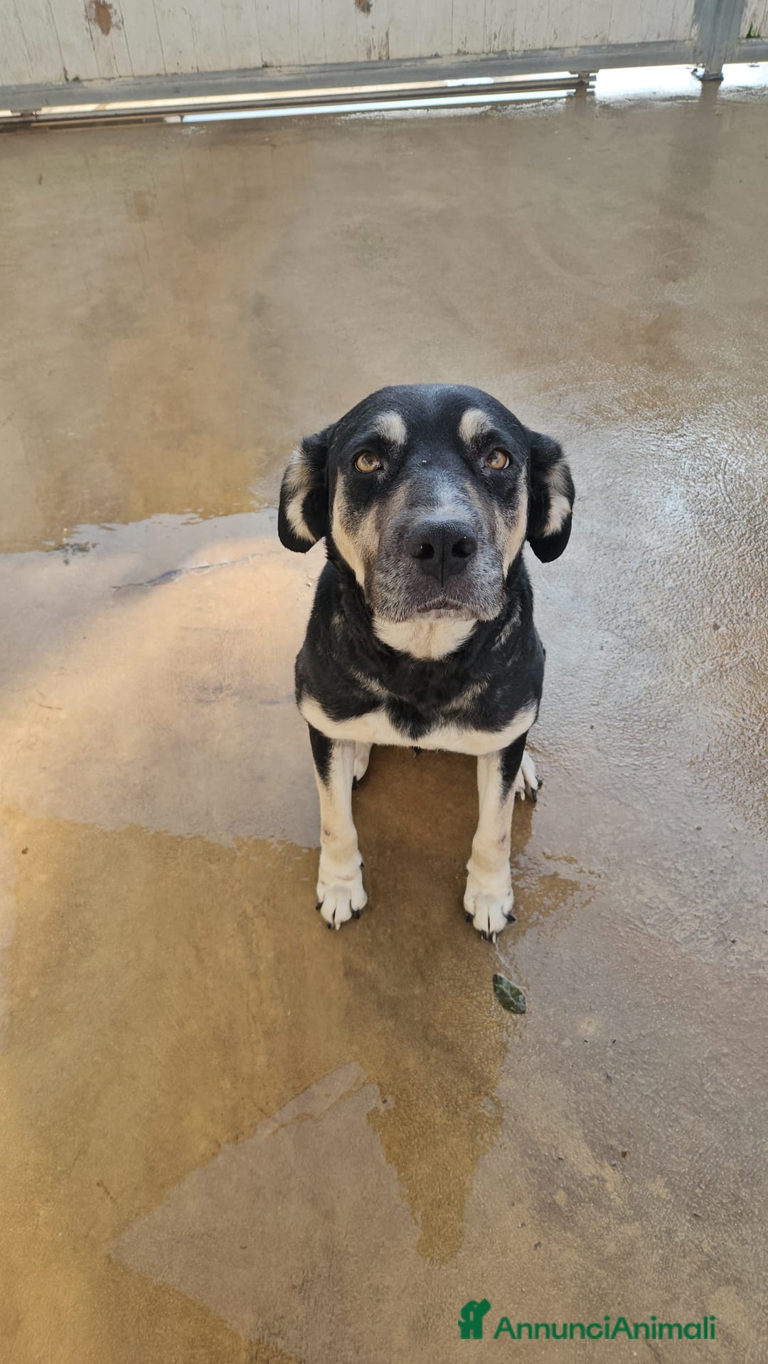 Meticcio cani in regalo: Fabrizia: taglia grande, dolce ed equilibrata  - Annuncio 15