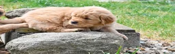 Golden Retriever cani in vendita: Allevamento professionale  cucciolata inglese - Annuncio 22