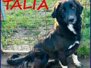 Meticcio cani TALIA adorabile pelosetta 1anno - tg 20kg - Annuncio 36
