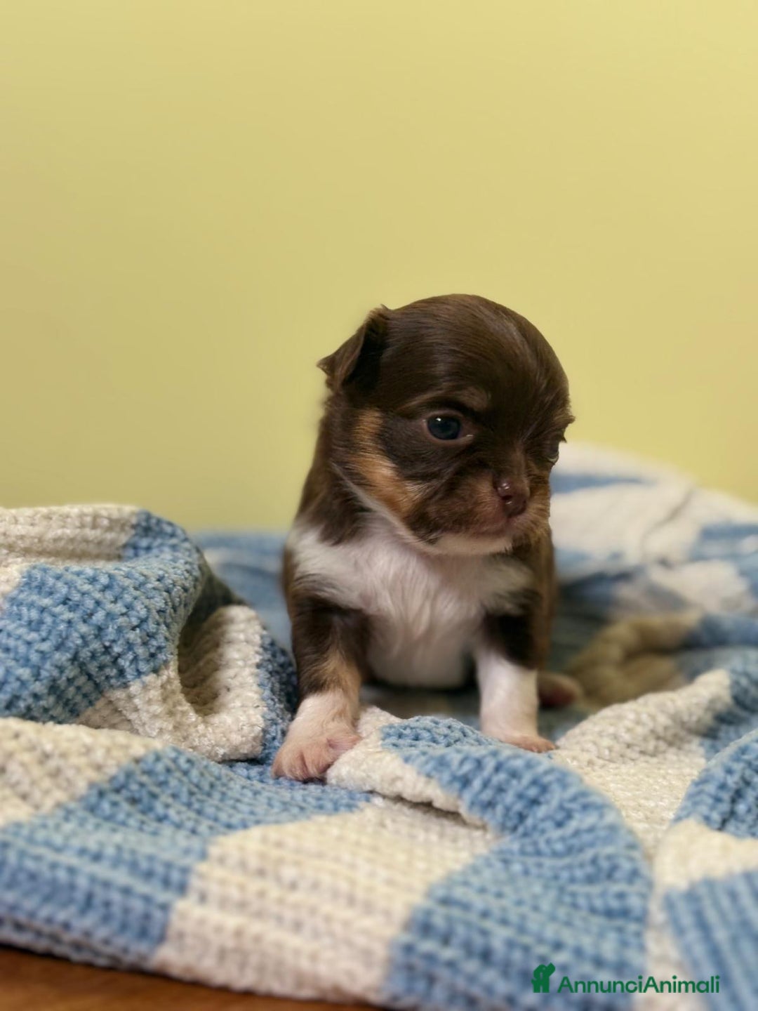 Chihuahua cani in vendita: Cuccioli di chihuahua a pelo lungo con pedigree  a Provincia di Bergamo - Immagine 5