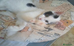 Altre razze gatti in regalo: Gattini - Immagine 2