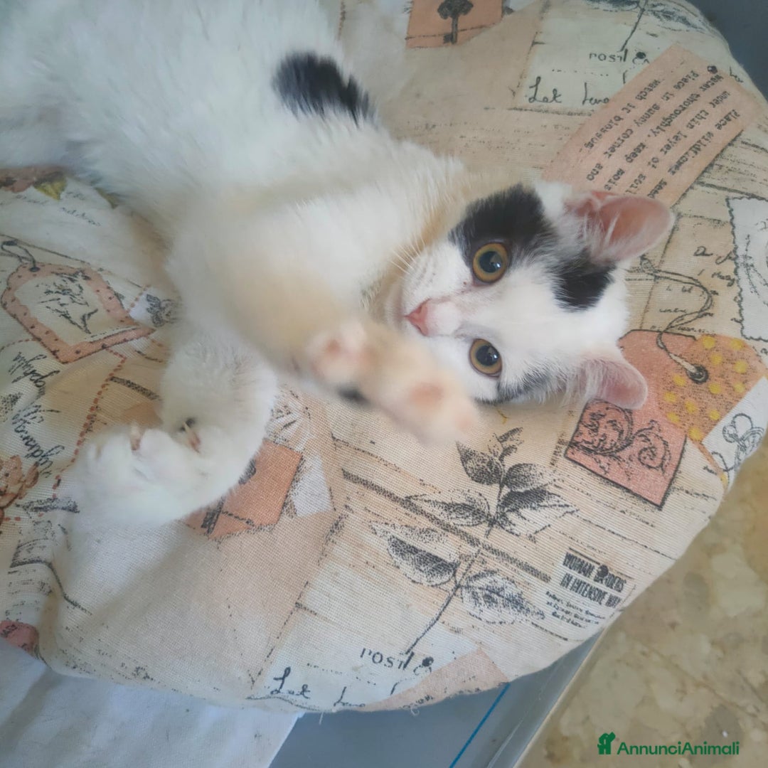 Altre razze gatti in regalo: Gattini - Immagine 2