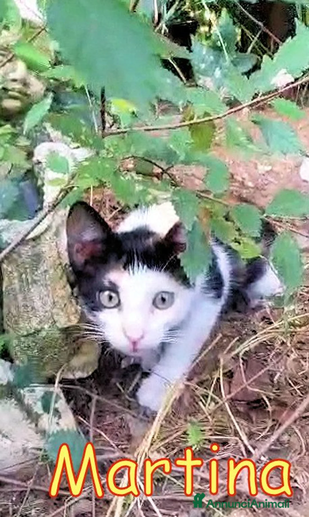 Europeo gatti in regalo: URGENTE MARTINA GATTINA ABBANDONATA - Annuncio 2