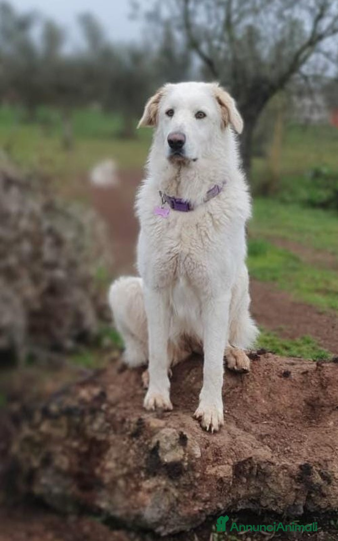 Pastore Maremmano cani in regalo: ROSETTA,giocherellona e sguardo fiero a Pomezia - Immagine 2