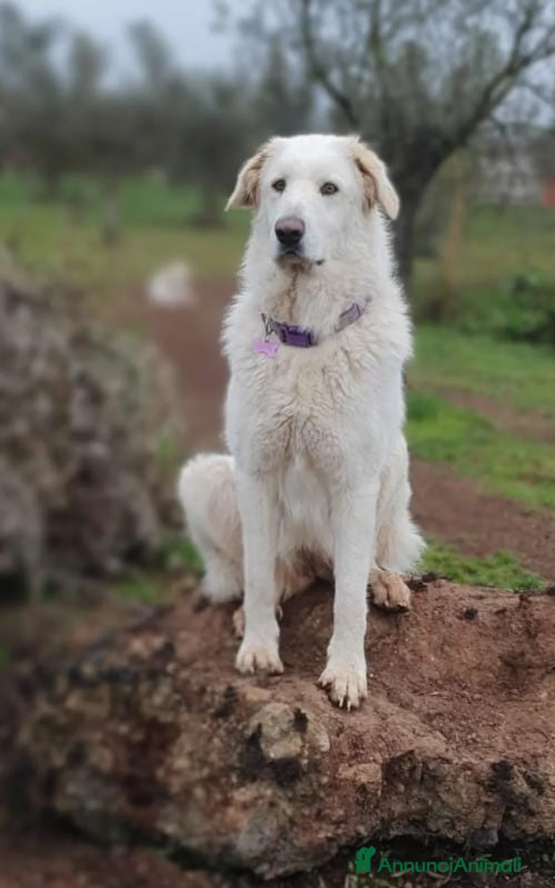 Pastore Maremmano cani in regalo: ROSETTA,giocherellona e sguardo fiero a Pomezia - Annuncio 2