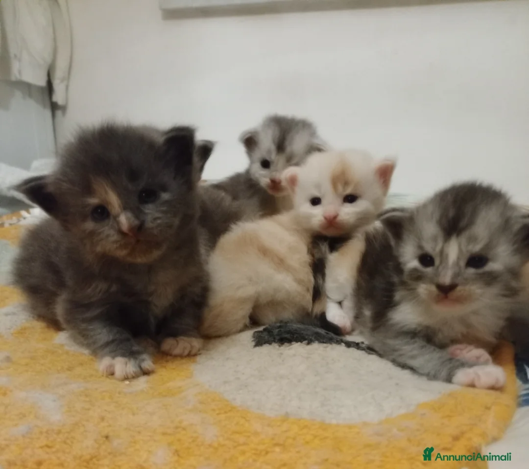 Maine Coon gatti in vendita: Maine coon cuccioli  - Annuncio 1