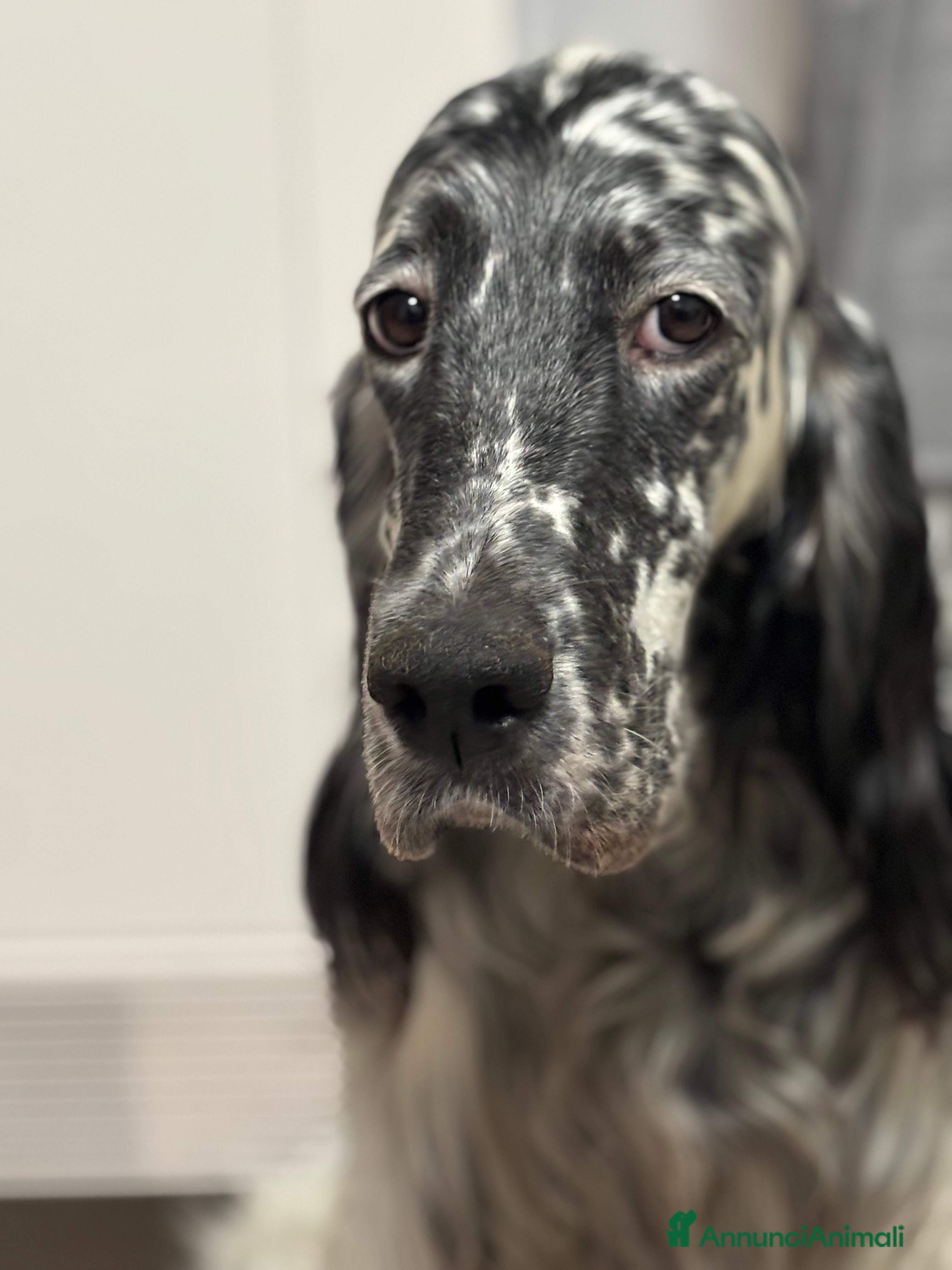 Setter Inglese cani Setter inglese  - Annuncio 1