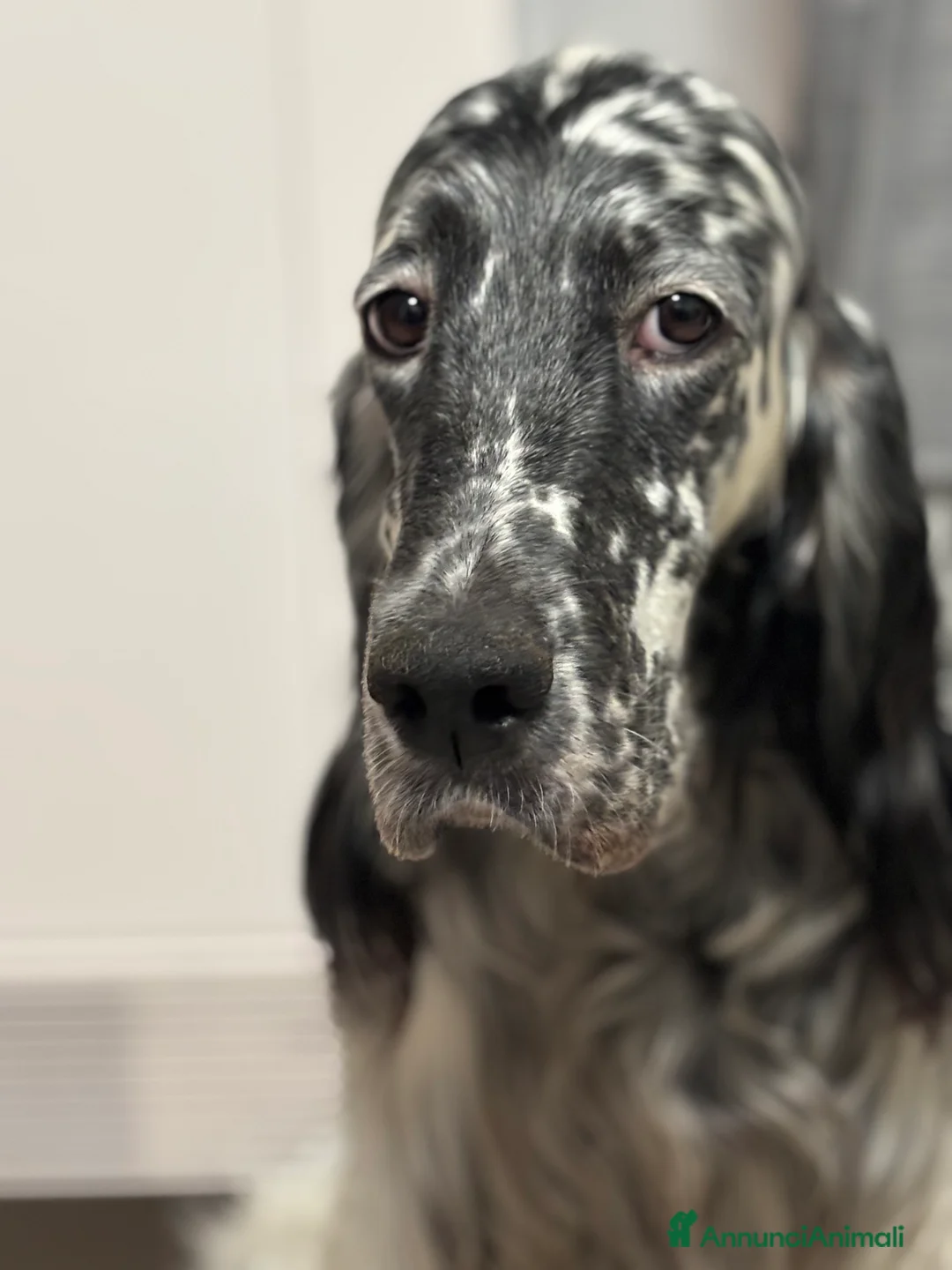 Setter Inglese cani in vendita: Setter inglese  a Provincia della Spezia - Annuncio 1