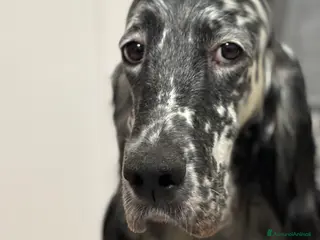 Setter Inglese cani Setter inglese - Annuncio 4