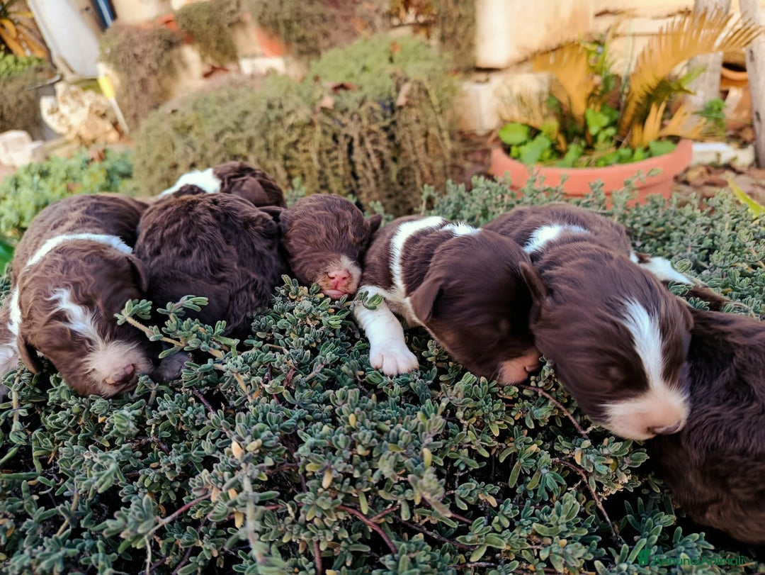 Lagotto cani in vendita: Cuccioli Lagotto Romagnolo  - Annuncio 2