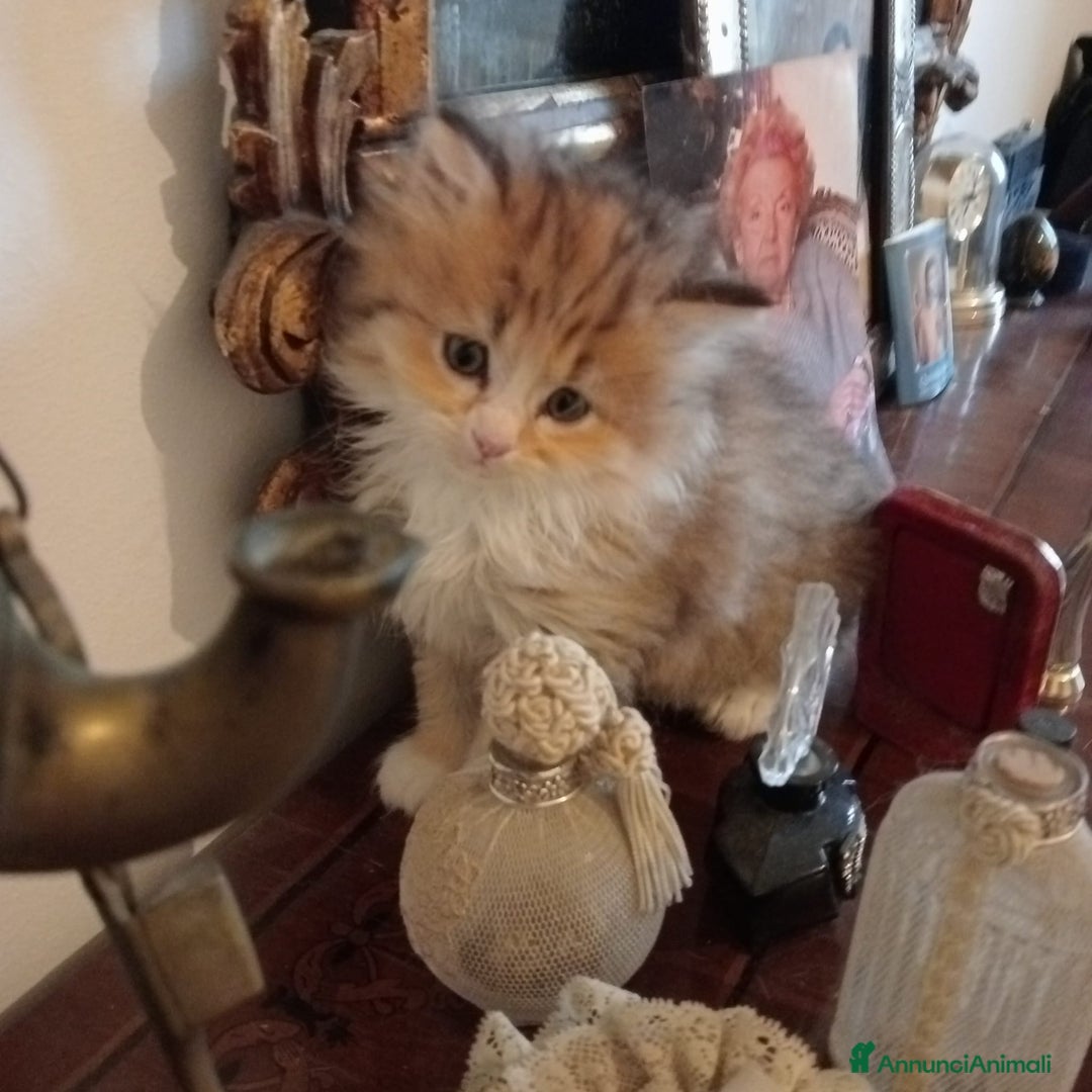 Persiano gatti in vendita: Gattini persiani normotipo  - Annuncio 18