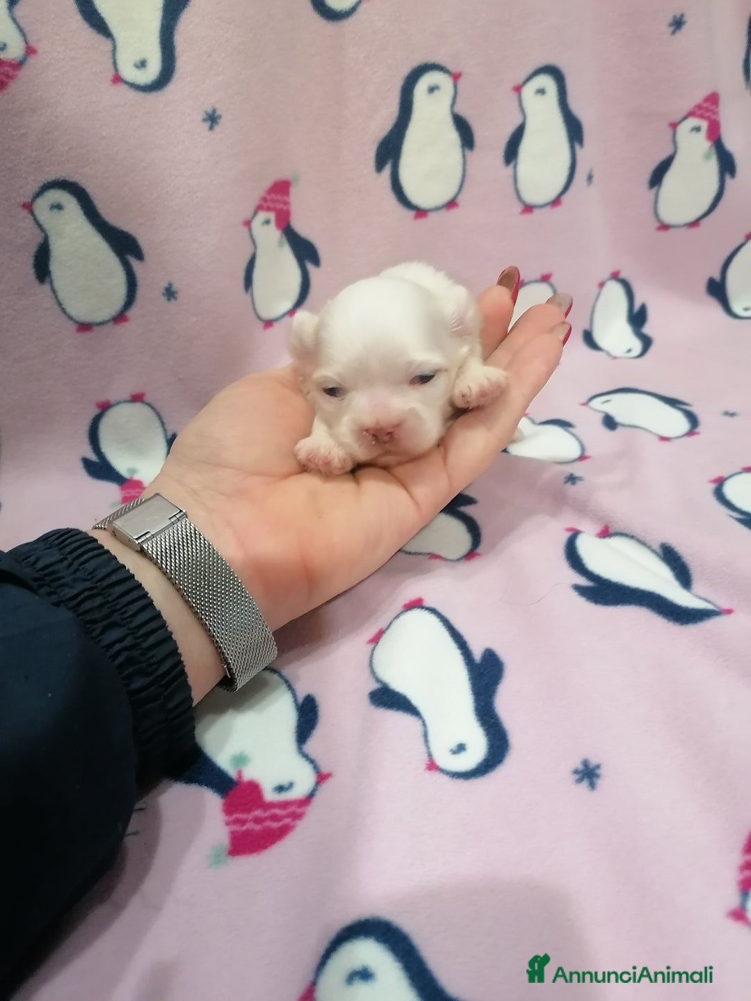 Shih Tzu cani in vendita: Shih Tzu cucciola taglia molto piccola - Annuncio 1