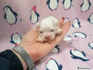 Shih Tzu cani Shih Tzu cucciola taglia molto piccola - Annuncio 3