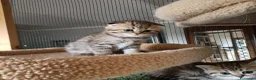 Scottish gatti in vendita: 3 splendidi scottish  - Annuncio 7