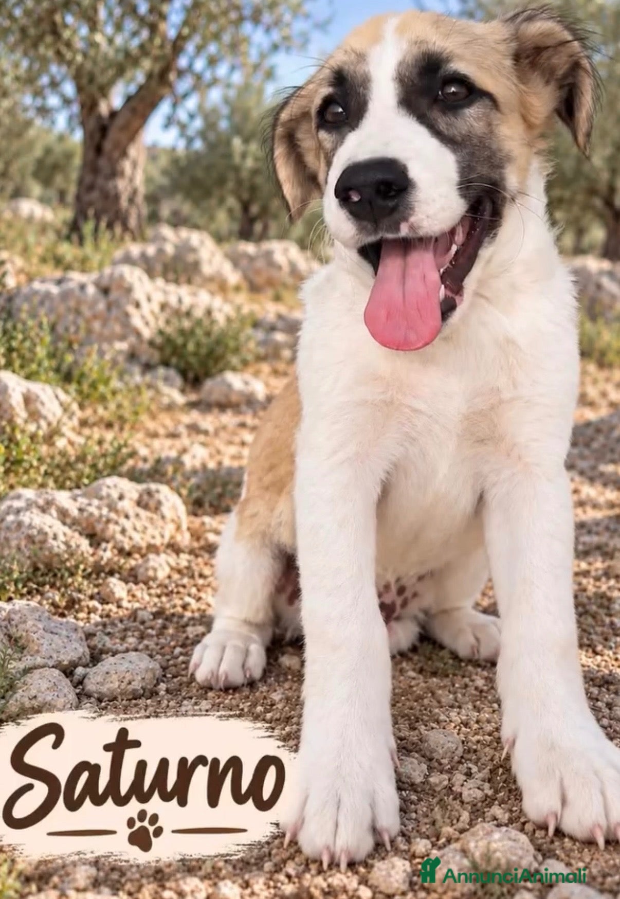 Meticcio cani 🌟 SATURNO È IN CERCA DI UNA FAMIGLIA PER SEMPRE! - Annuncio 3
