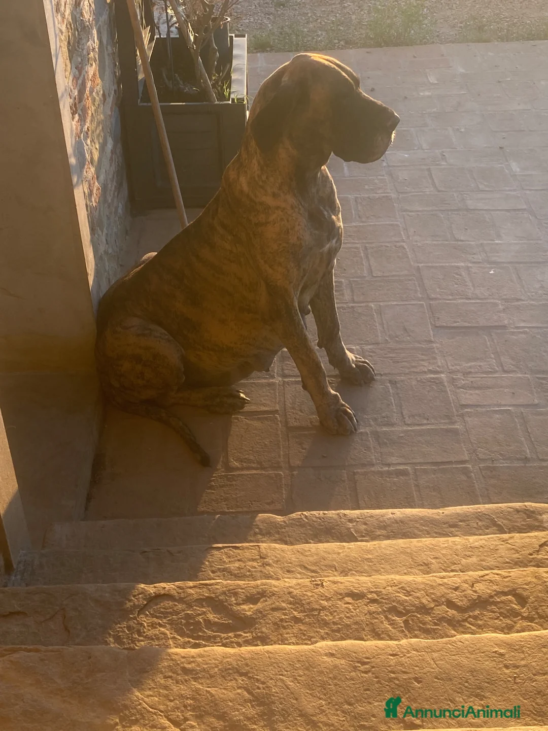 Alano cani in vendita: Alano cuccioli  - Annuncio 1