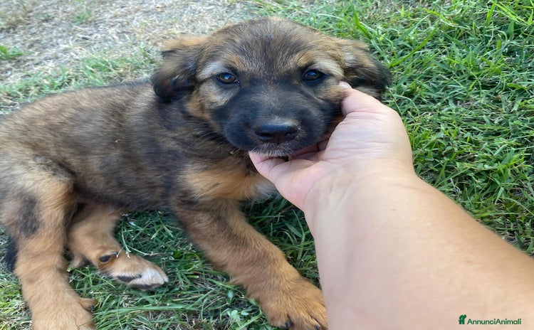 Meticcio cani a Provincia di Latina - Annuncio 14