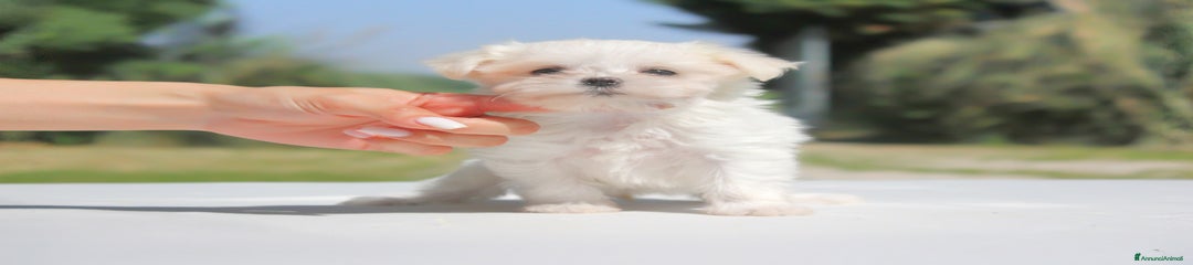 Maltese Cucciolo 2