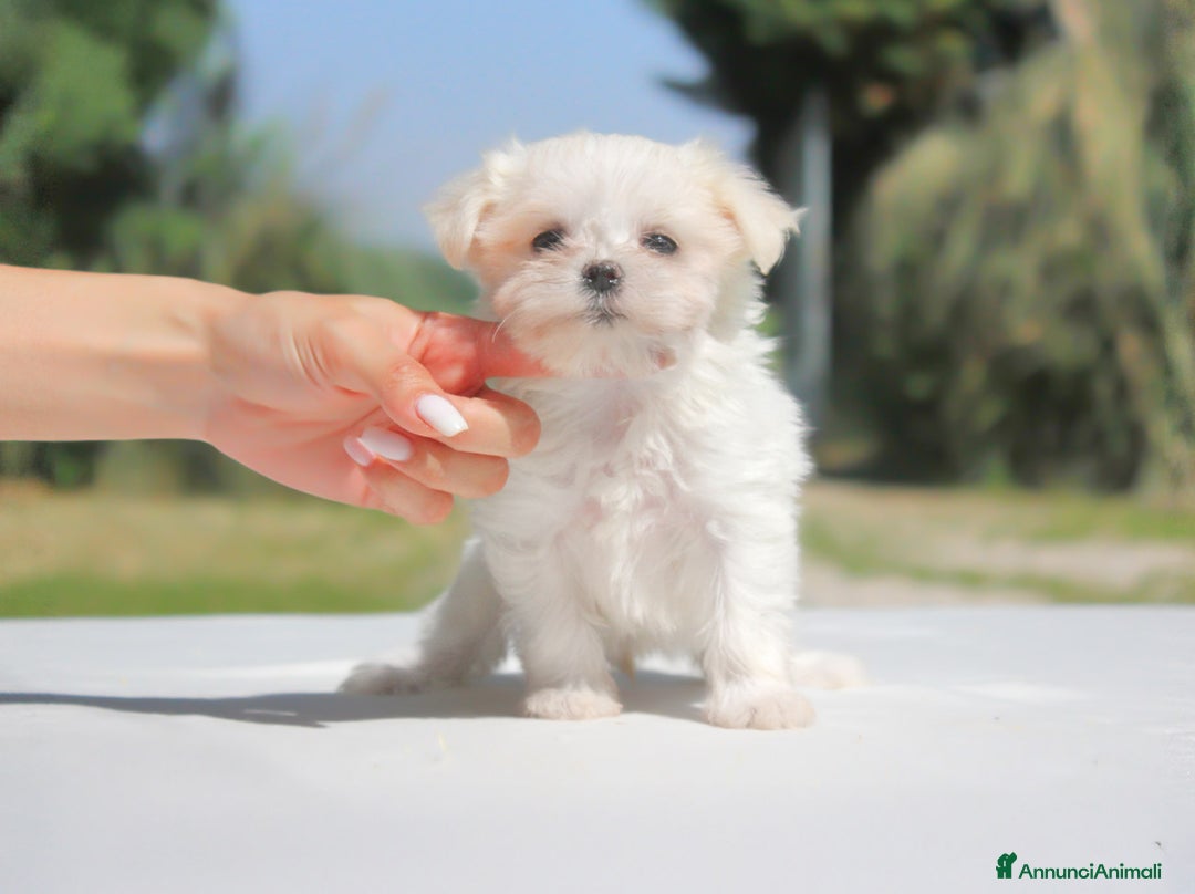 Maltese cani in vendita: Cuccioli di Maltese a Provincia di Pavia - Immagine 6