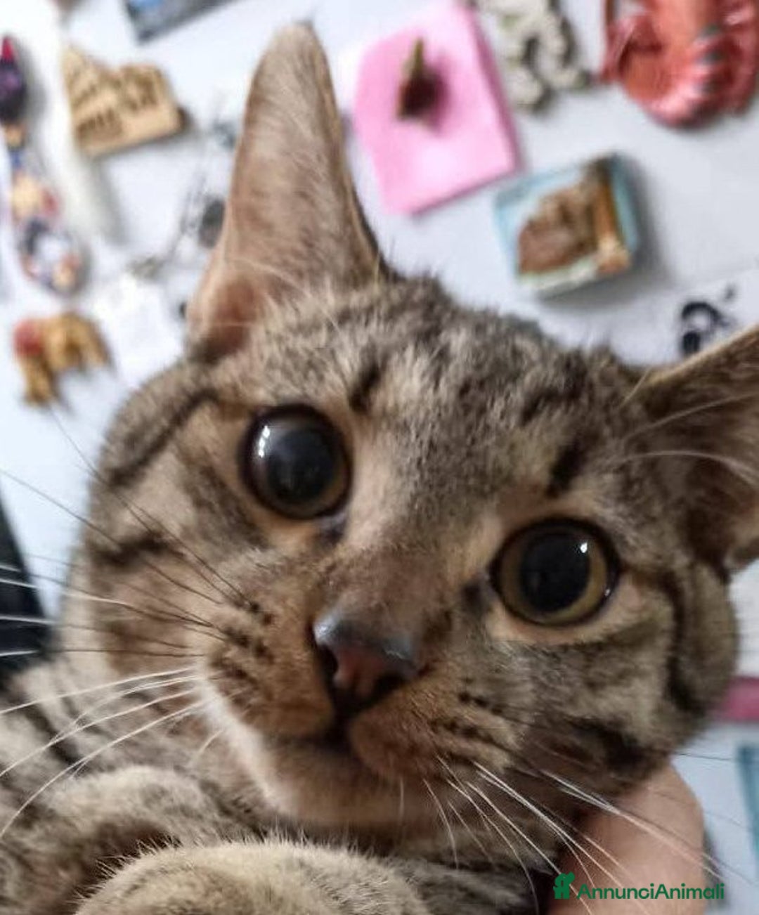 Europeo gatti in regalo: Tenero micino in adozione, TIGRO! - Annuncio 5