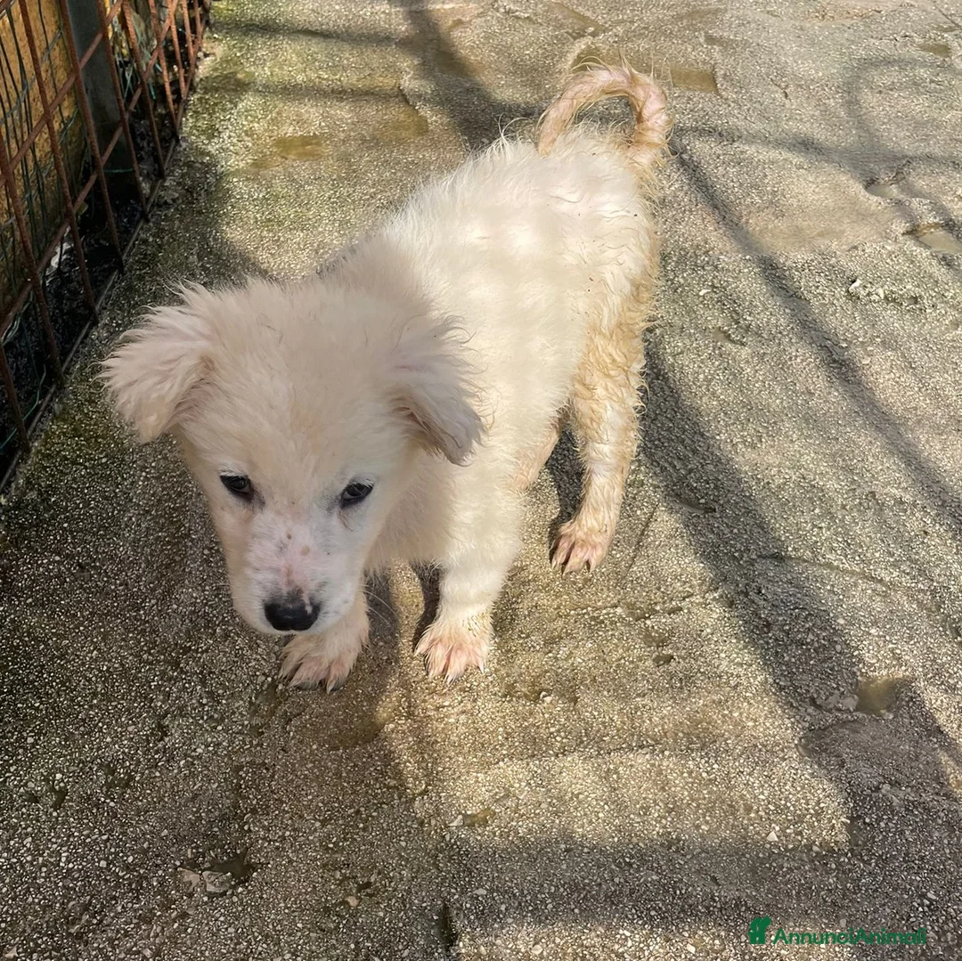 Meticcio cani in regalo: TENERA CUCCIOLOTTA BIANCA - Annuncio 1