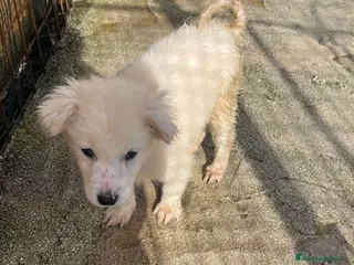 Meticcio cani TENERA CUCCIOLOTTA BIANCA - Annuncio 20