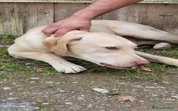 Labrador cani in regalo: Splendido Labrador - THOR a Città metropolitana di Milano - Immagine 7