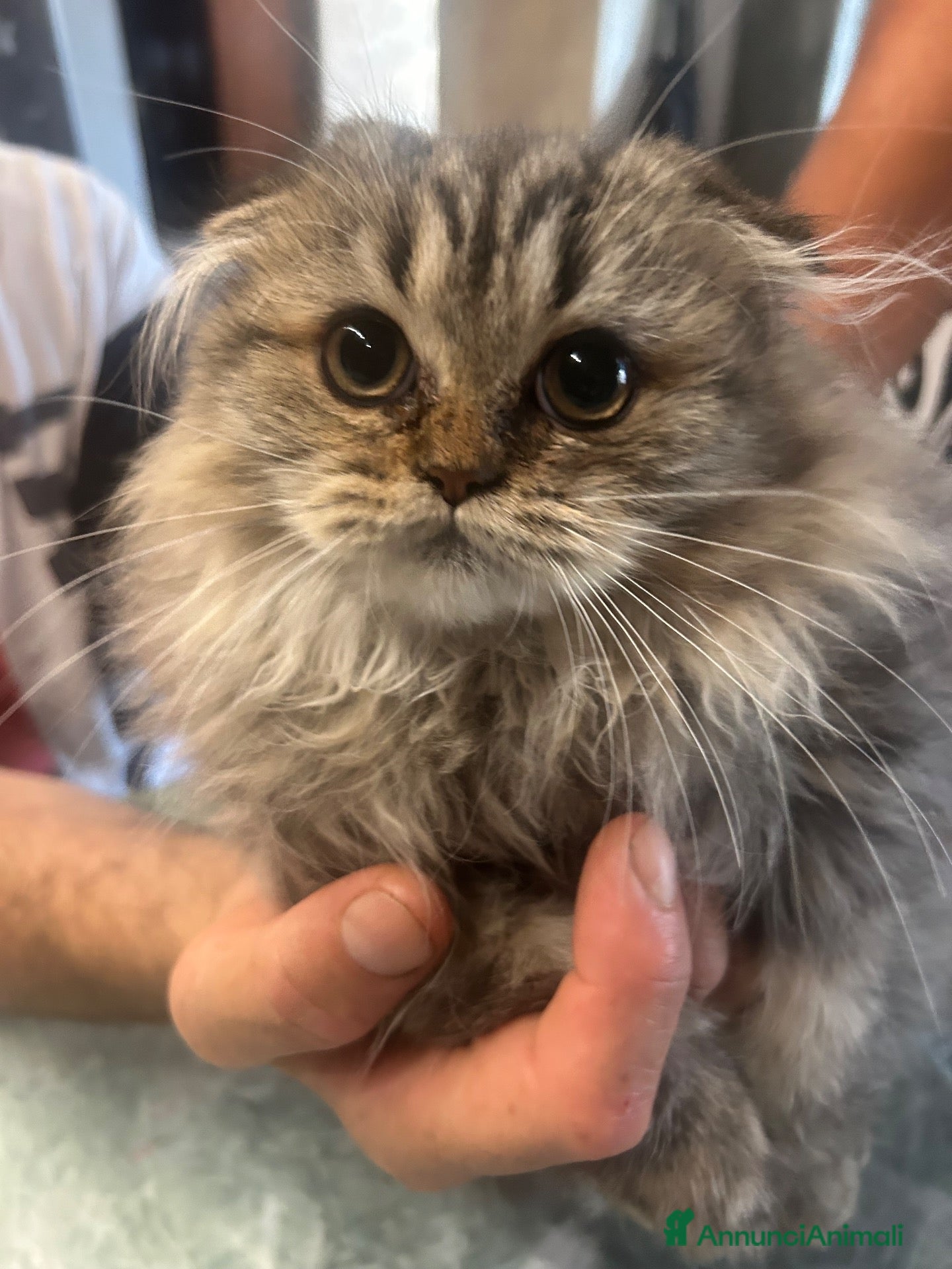 Scottish gatti Scottish Fold femmina  - Annuncio 21
