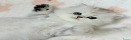 Persiano gatti in vendita: Persiani Chinchilla a Provincia di Ferrara - Annuncio 10