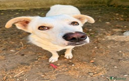 Meticcio cani in regalo: TEDDY DOLCISSIMO CUCCIOLONE a Provincia di Varese - Immagine 2