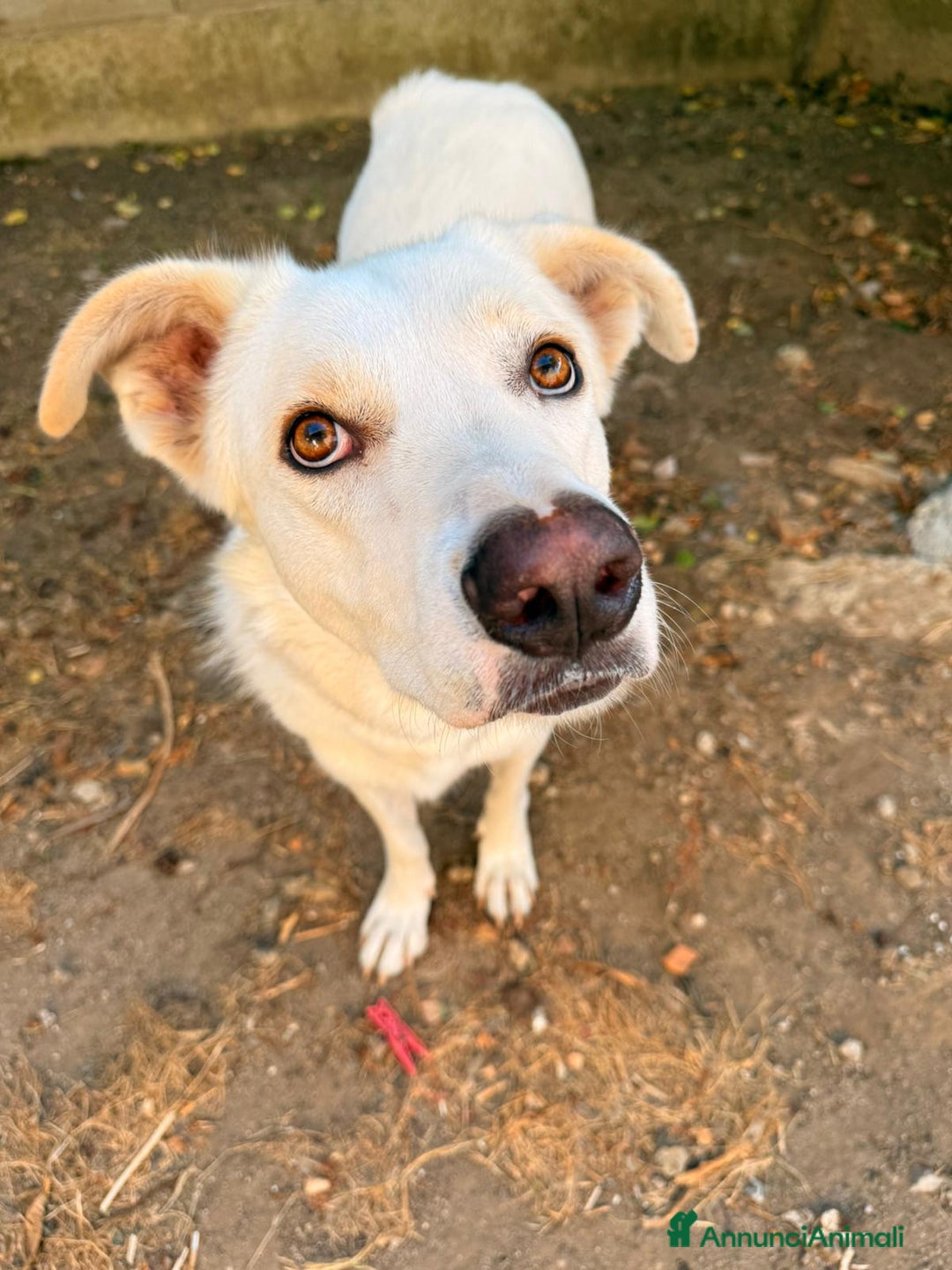 Meticcio cani in regalo: TEDDY DOLCISSIMO CUCCIOLONE a Provincia di Varese - Immagine 2