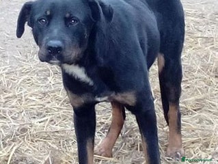 Meticcio cani SARA 5anni brava! Salvata dalla strada!tg media - Annuncio 36