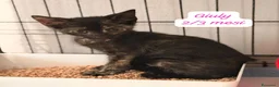 Europeo gatti in regalo: Tanti gattini desiderosi di trovare famiglia  a Provincia di Bergamo - Annuncio 2