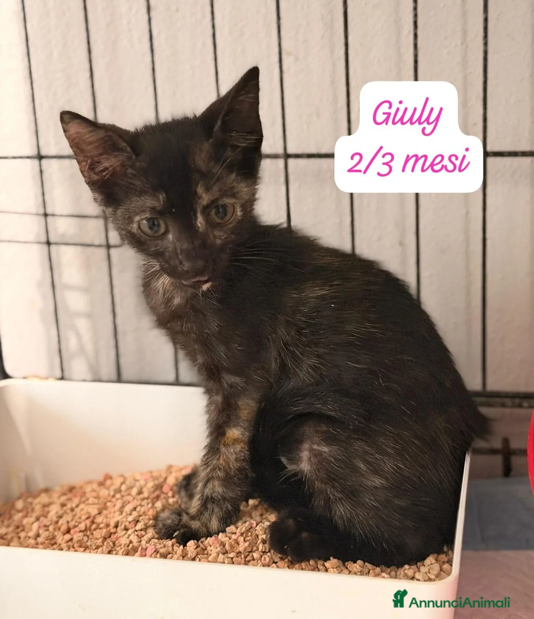 Europeo gatti in regalo: Tanti gattini desiderosi di trovare famiglia  a Provincia di Bergamo - Annuncio 2