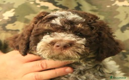 Lagotto cani in vendita: Lagotto romagnolo - cucciolo 2 a Provincia di Ravenna - Immagine 1