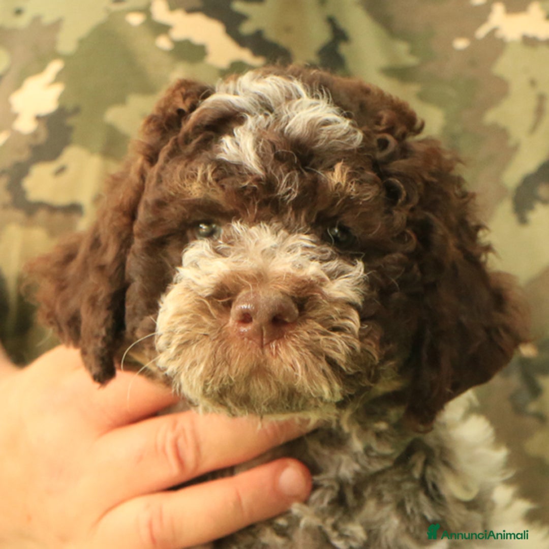 Lagotto cani in vendita: Lagotto romagnolo - cucciolo 2 a Provincia di Ravenna - Immagine 1