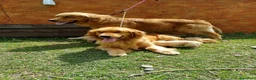Golden Retriever cani in vendita: Ultimi 2 cuccioli Golden Retriever Americano 100% - Annuncio 1