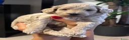 Barboncino cani in vendita: Vendo cuccioli di barboncino nano  - Annuncio 8